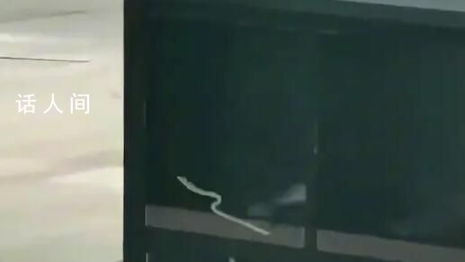 昆明車站外多條綠蛇在垃圾箱上爬行 這些是綠瘦蛇屬于無毒蛇