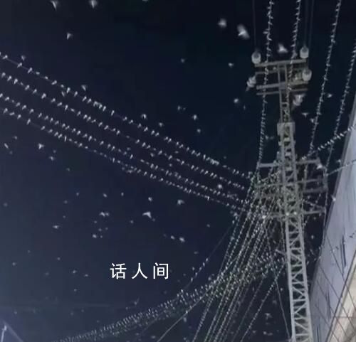 云南一地燕子漫天飛舞 地震局回應