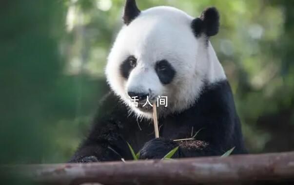 大熊貓呈現(xiàn)扁平化發(fā)展趨勢 保護國寶在行動