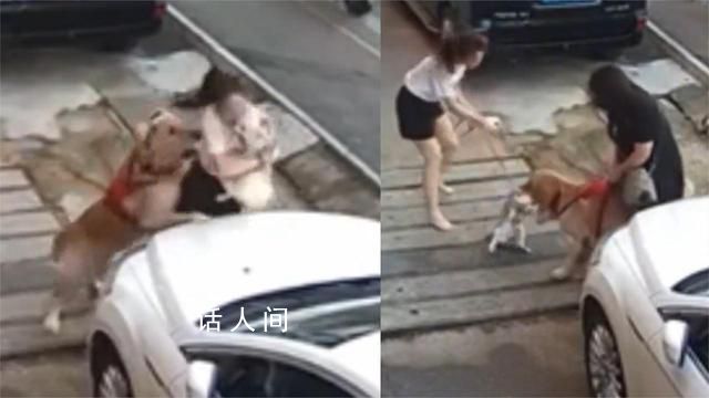 金毛未拴繩撲倒女子撕咬懷中小狗 一時間激起了眾怒