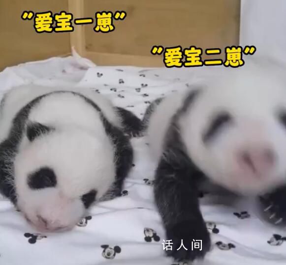 愛寶雙胞胎一個沉穩一個話癆 雙胞胎幼崽滿40天啦