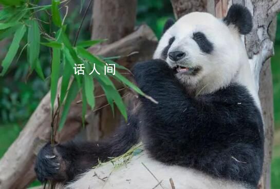 實(shí)拍丫丫午后用餐 咬著竹子上爬架啃
