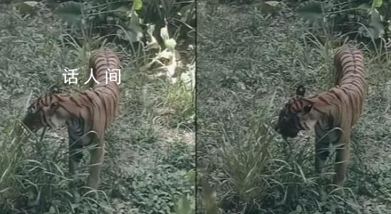 廣州動物園老虎餓得吃草?園方回應