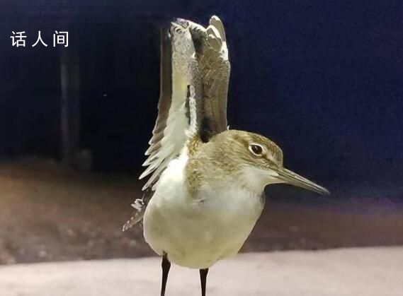 大興安嶺夜空現(xiàn)成群“夜光鳥” 在驛站上空盤旋