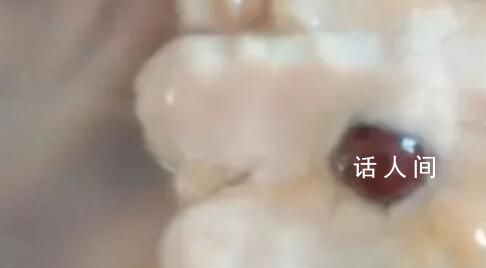 女子稱買28元河蚌疑發(fā)現紅色孔克珠 孔克珠有收藏價值嗎