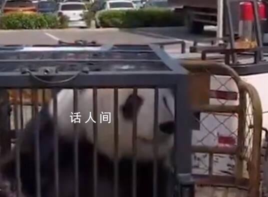 大熊貓美生返鄉(xiāng)被直播博主攔車截停 已經(jīng)算是一種違法的行為了