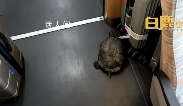 高鐵有烏龜從行李架掉落?12306回應