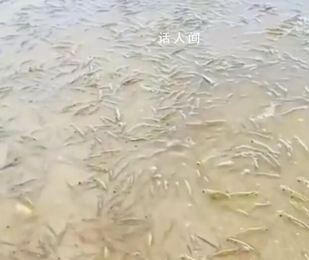 廣東一海灘涌現大量海蝦系謠言 1年前發的不要相信