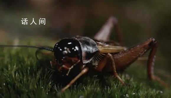 資深蟋蟀捕手玉米地淘金月入過萬 甚至有村民請假專門去抓蟋蟀