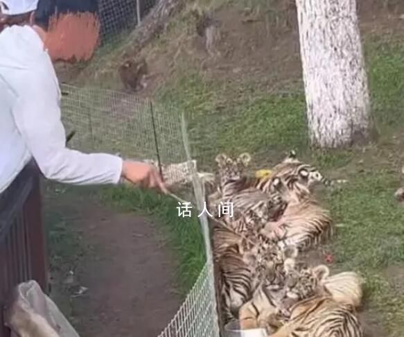 男子景區(qū)拿木棍捅小老虎 同行的人不但未制止且站在一旁跟著笑
