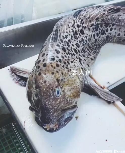 俄羅斯海岸驚現深海恐怖怪魚 滿嘴尖牙像外星生物