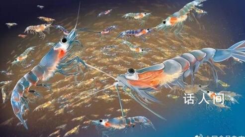 中國在南極意外發現海上糧倉 每立方米海水中容納3萬只磷蝦