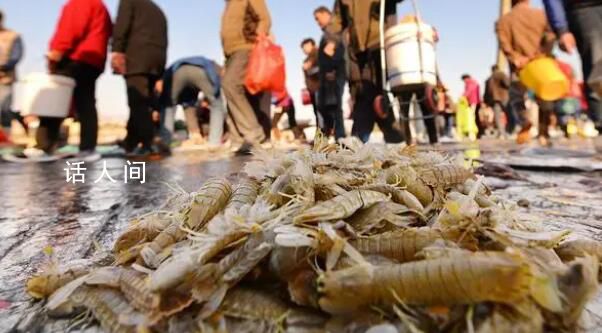煙臺(tái)海邊現(xiàn)大量螻蛄蝦 立刻吸引了不少市民前來(lái)趕海
