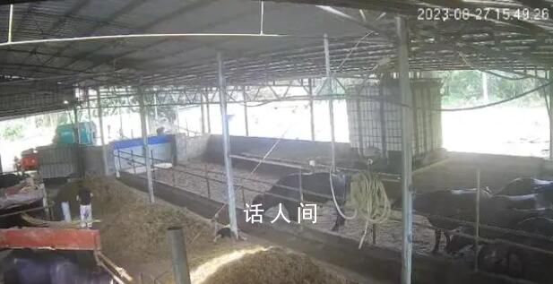 6歲男孩在牛棚玩耍被公牛頂撞離世 搶救無效不幸去世
