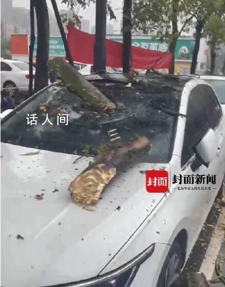 女子剛下車擋風玻璃被樹砸穿 樹枝直插駕駛室自己幸運躲過一劫