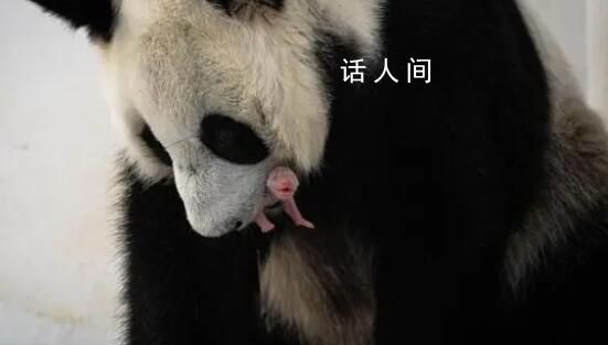 俄羅斯首只大熊貓幼崽降生 旅俄大熊貓丁丁首誕幼崽