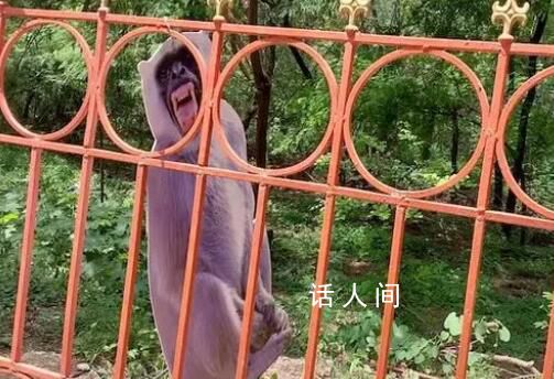 G20峰會前印度預防猴子干擾車隊 計劃派出40名接受過模仿猴子聲音訓練的人員