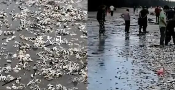 臺風(fēng)蘇拉過境廣東海灘現(xiàn)大量海鮮 吸引來周邊市民群眾上演趕海潮