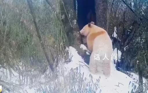 已知唯一野生白色熊貓確認為雄性 監測發現白熊貓棲息地多種猛獸云集