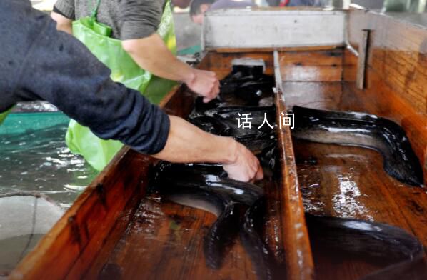 中國鰻魚之鄉擔憂核污水排海 鰻價不理想幾百萬元投入沒回本
