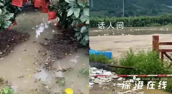 臺風(fēng)侵襲果園被泡 大量柚子河中漂