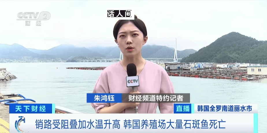 韓國石斑魚大量死亡 銷路受阻再加上水溫升高