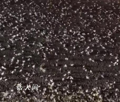 河南信陽一大橋夜晚出現不明飛蟲 引發了網友們的驚奇和關注