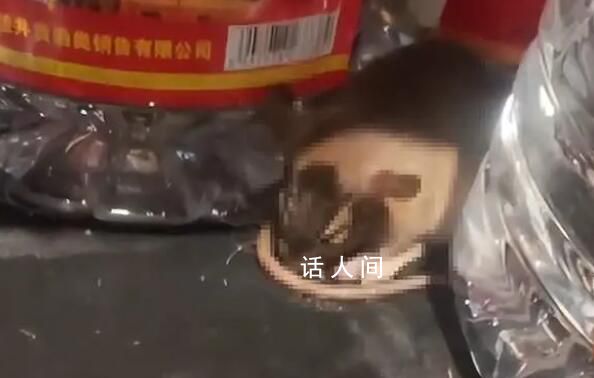 老鼠咬壞白酒桶醉倒在超市 網友：看到酒少了半瓶一拿開看酒都漏了