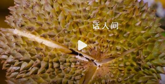 90后買走全國近半數(shù)榴蓮 光是90后女性就買走了全國近3成榴蓮