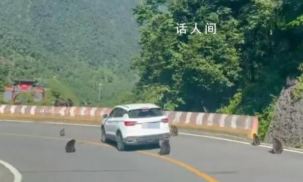 景區回應猴子“排兵布陣”圍堵汽車 第一次遇到