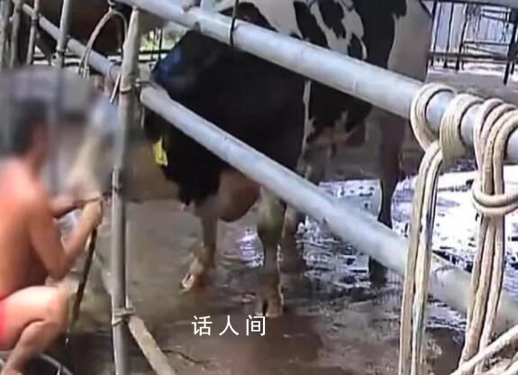 活牛2分鐘被強行灌水近50升 可給牛增重近百斤