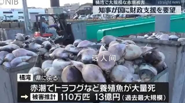 日本長崎百萬條養(yǎng)殖魚死亡 損失額預(yù)估超過13億日元