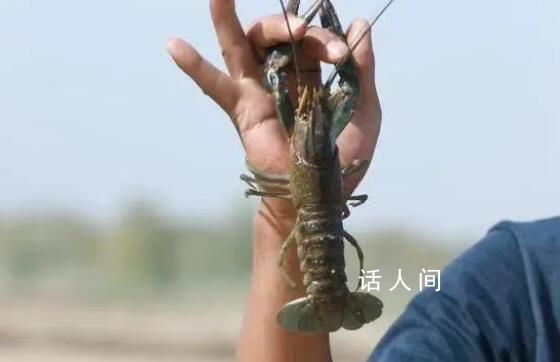新疆沙漠里澳洲龍蝦豐收啦 不少個頭甚至比巴掌還要大
