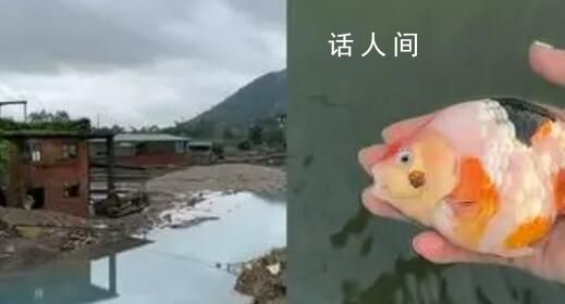 福建一金魚養(yǎng)殖場因暴雨損失300萬 10000多條魚被水沖走