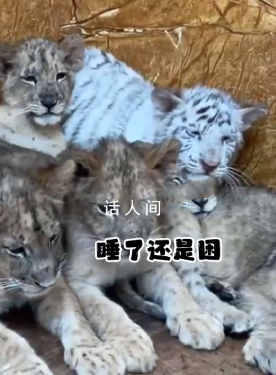 1只小白虎在獅群里被擠成銀漸層 網(wǎng)友：明明獅子和老虎是死對(duì)頭的呀