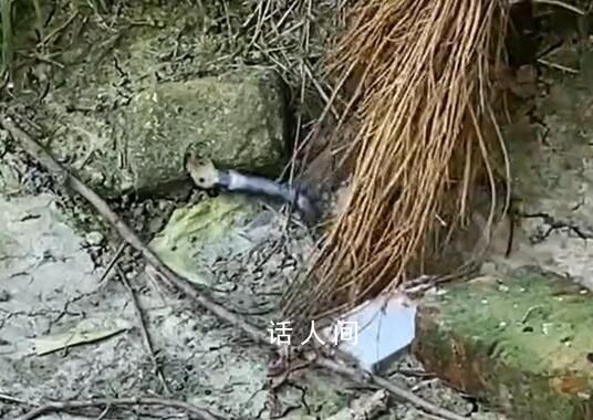 農(nóng)戶遭舉報后放生眼鏡蛇?官方辟謠