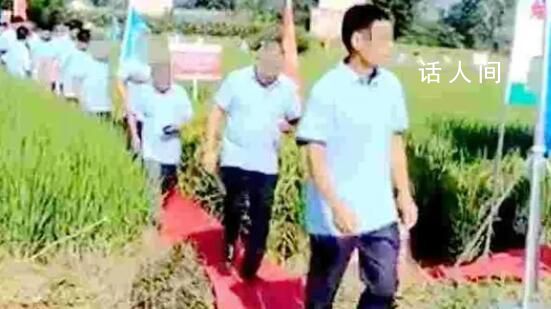 公司辦觀摩會在稻田里鋪紅毯 回應：鋪在田埂上沒壓到莊稼