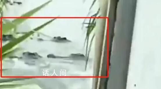 茂名當地回應稱已抓回一部分鱷魚 其余的鱷魚正在抓捕中