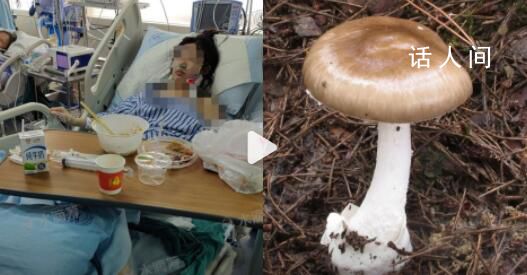 一家7口吃野菇2人死亡2人進(jìn)ICU 疑為假褐云斑鵝膏