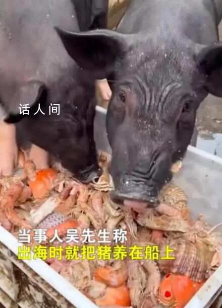 男子給豬喂皮皮蝦螃蟹 網友：就怕它尿酸高要不我來吧
