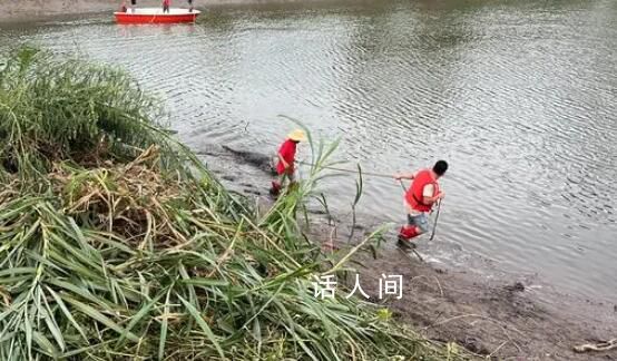 廣東鱷魚暴雨中出逃已抓回36條 目前暫未出現鱷魚傷人事件