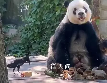 丫丫也養(yǎng)鳥了 讓網(wǎng)友們感到既驚訝又好奇