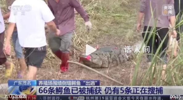 廣東已抓回鱷魚66條 仍有5條搜捕中