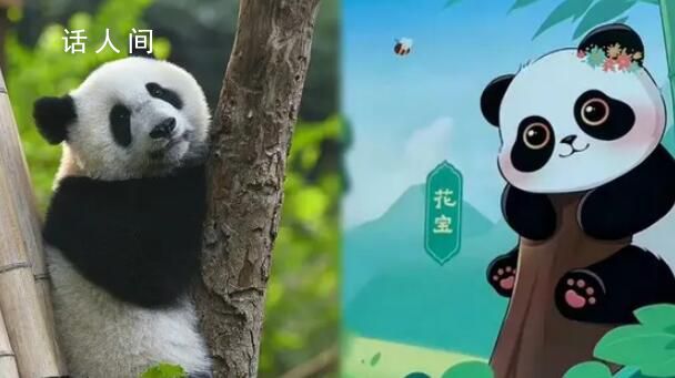 蜂花終身認養了一只大熊貓 蜂花認養的是哪個熊貓