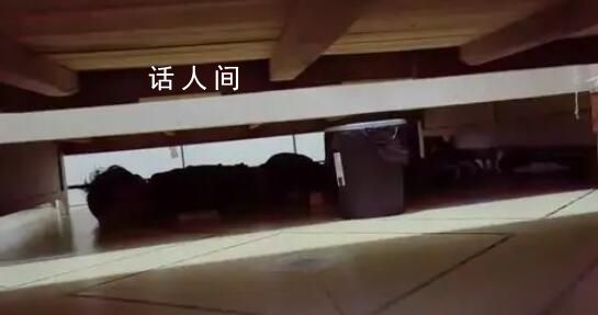 男子入室行竊躲床底睡著 被警察叫醒