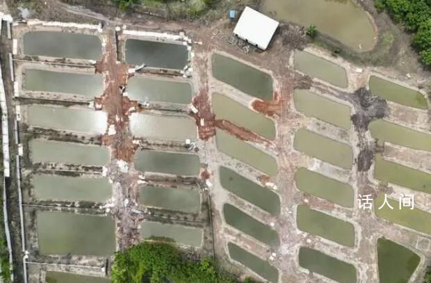 廣東茂名71條出逃鱷魚全部捕獲 最后一條鱷魚于18日晚捕撈上岸