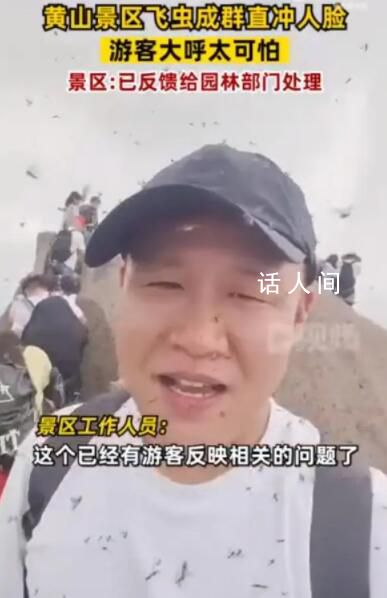 黃山飛蟲成災直撲人臉 網友直呼太可怕