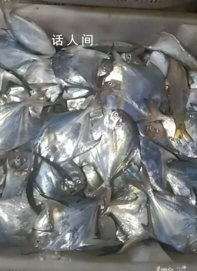 漁民放生300斤海龜收獲3000斤鯧魚 網友：還是托龜哥的福