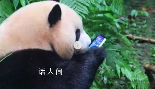 游客手機掉落大熊貓撿起來就啃 后續(xù)有人持工具撈回手機