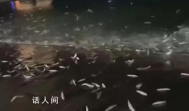 廣東大量魚躍出海面跳上岸 官方回應